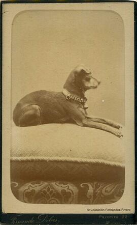 Madrid, retrato de un perro recostado en un cojín. Fernando Debas.