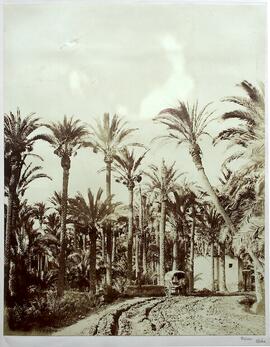 Elche (Alicante) Palmeral. Clifford.