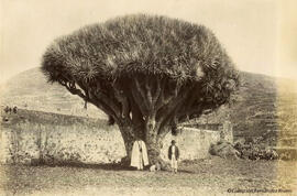 La Laguna, Tenerife (Islas Canarias), drago centenario con dos paisanos y un niño. Fotógrafo desconocido.