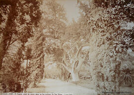 Sevilla, jardines de San Telmo, árbol Zapote. J. Laurent.
