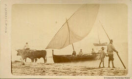 Valencia, escena de unos bueyes sacando a la orilla a una barca de pescadores. J. Laurent.