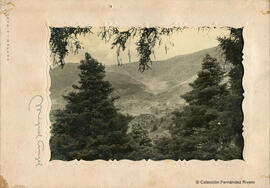 Málaga, paisaje con pinsapos en la Sierra de las Nieves. Miguel Ángel.