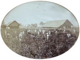 Karanti, trabajadores nativos recolectando té en la plantación. Westfield.