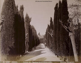 Granada, Paseo de cipreses en El Generalife. Rafael Garzón.