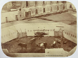 El Puerto de Santa María, plaza de toros, toril con los toros que han de salir al ruedo. Conde de Vernay.
