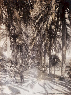 Málaga, Jardín de la Concepción, paseo de las palmeras con algunos visitantes. Fotógrafo desconocido.