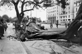 Efectos del temporal de levante en la Alameda Principal. Enero de 1963. Málaga, España.